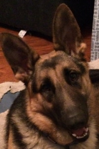 GSD Head