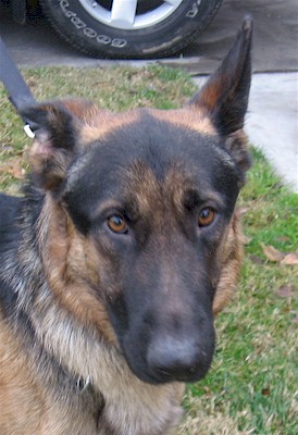 gsd