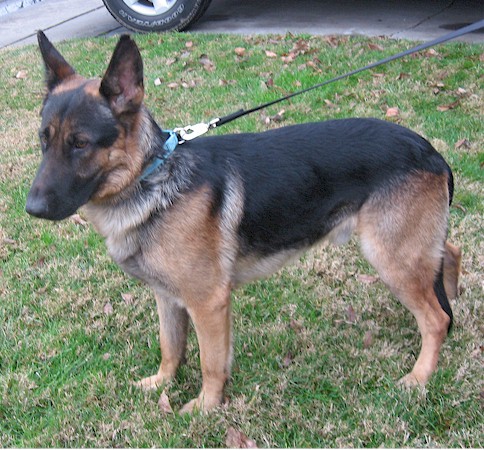 gsd