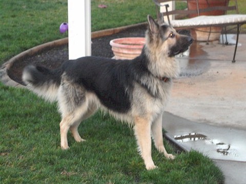 gsd