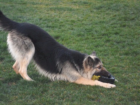 gsd