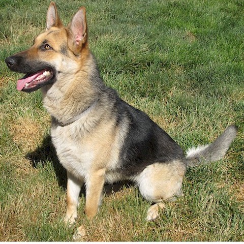 german shepherd
