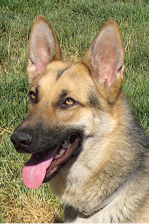 german shepherd