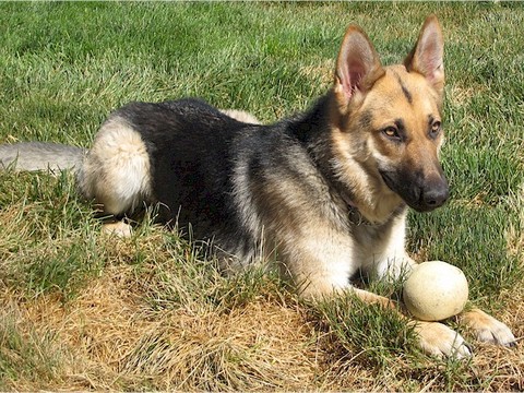 german shepherd