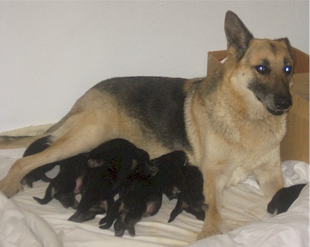 Eve and pups