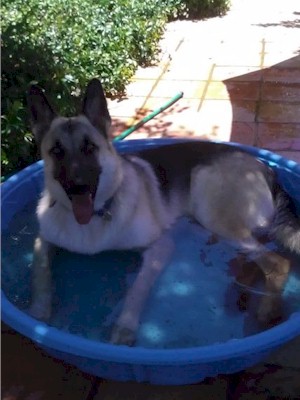 Teddy cooling off in pool