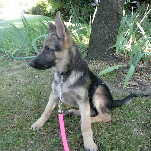 Josie Sitting