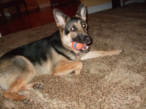 german shepherd