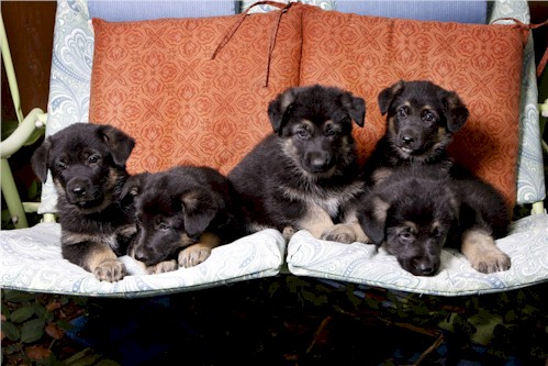 Mabel Puppies 01