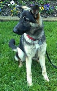 gsd
