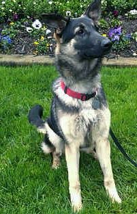 gsd