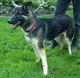 gsd