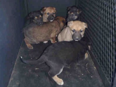 NollaPups_Shelter