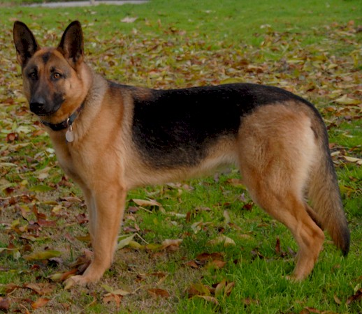 gsd