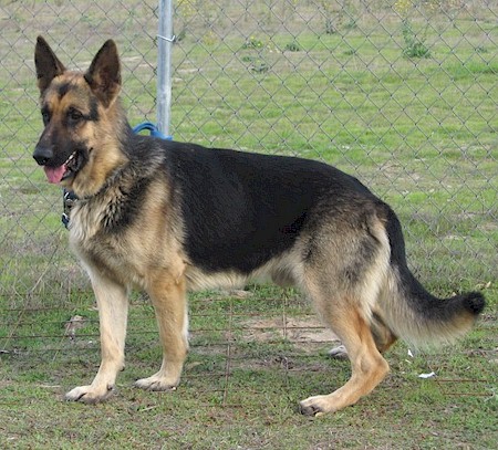 german shepherd