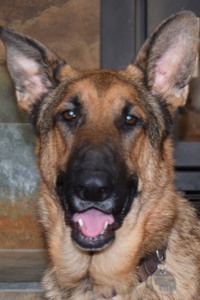 GSD Head