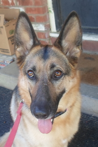 GSD Head