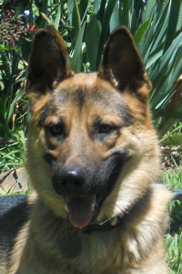 Koa Head