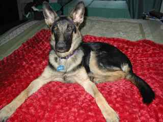 german shepherd