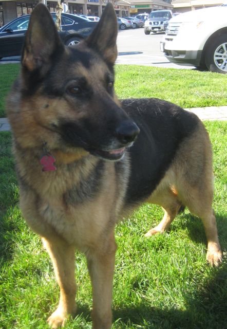 gsd