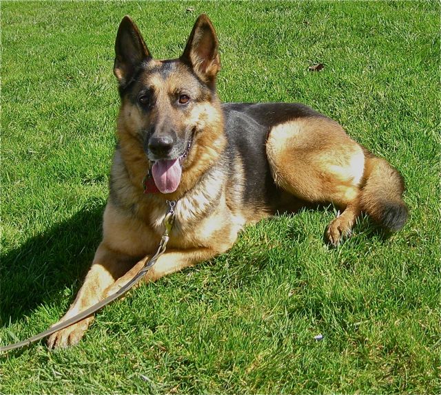 gsd