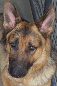 GSD Head