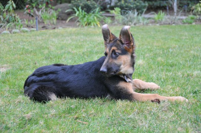 gsd