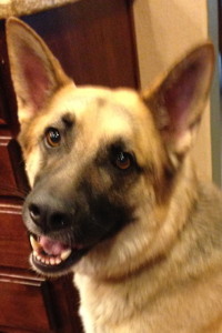 GSD Head